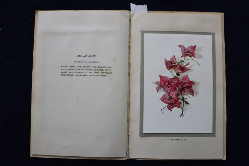 1930'S FLOWERS OF BERMUDA SOFTCOVER BOOK BY MAY MIDDLETON - K 1450