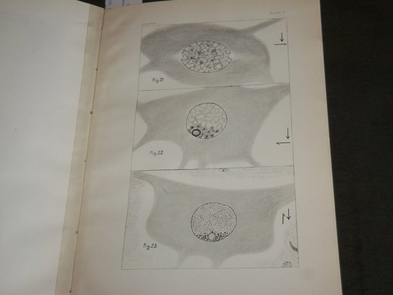 1915 ELECTRIC MOTOR NERVE CELL IN TORPEDOES BOOK BY ULRIC DAHLGREN - J 7115