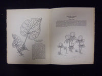1930 FEBRUARY HARDY AND HALF-HARDY PLANTS MAGAZINE - LOT OF 2 - ST 3270