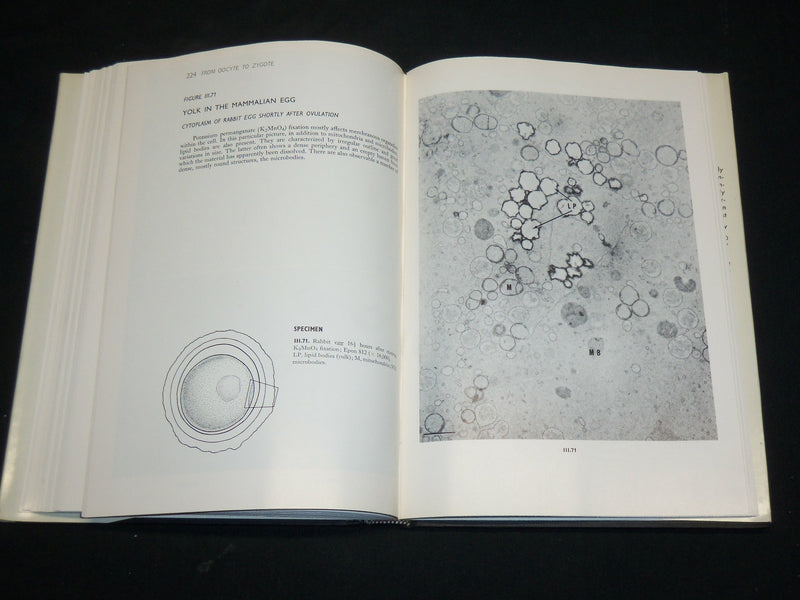 1969 MAMMALIAN FERTILIZATION BOOK BY ROBERT HADEK - KD 2763D