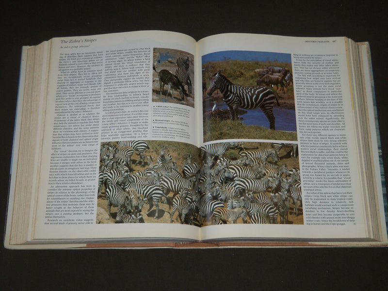 1985 The Encyclopedia of Mammals edited by Dr. David Macdonald Hardcover - I 427