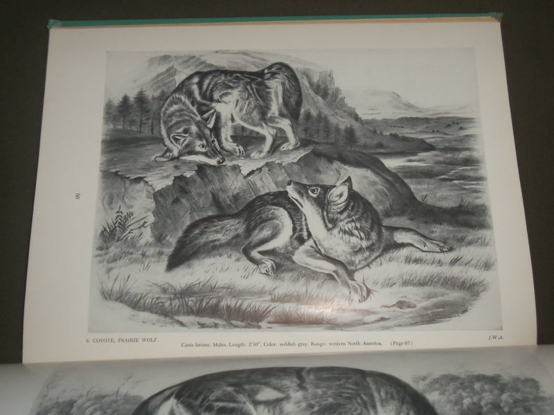 1951 AUDUBON'S ANIMALS THE QUADRUPEDS OF NORTH AMERICA BY ALICE FORD - I 1451