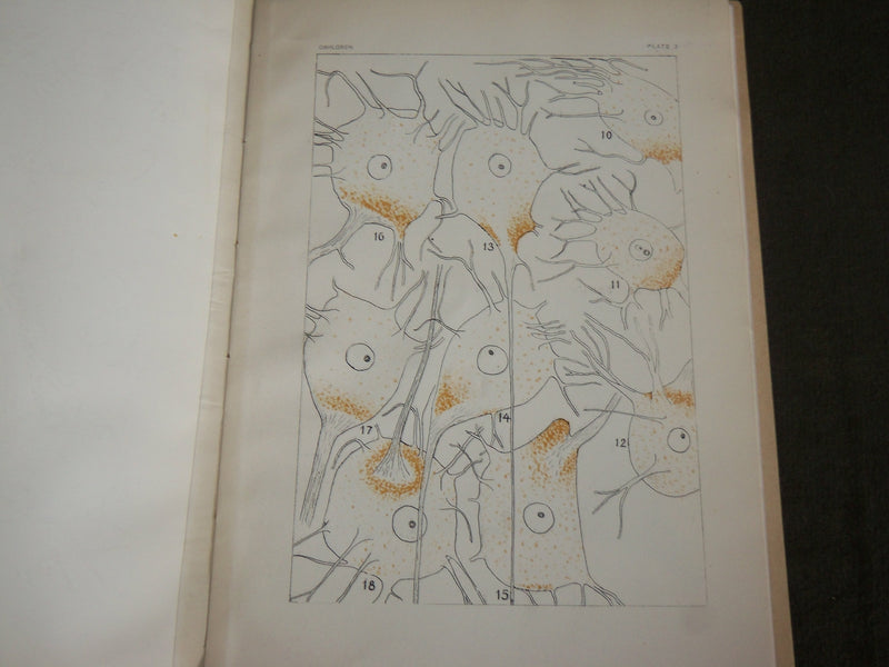 1915 ELECTRIC MOTOR NERVE CELL IN TORPEDOES BOOK BY ULRIC DAHLGREN - J 7115