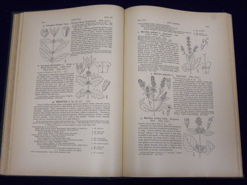 1898 AN ILLUSTRATED FLORA OF NORTHERN US & CANADA VOLUME NO. 3 - KD 3557