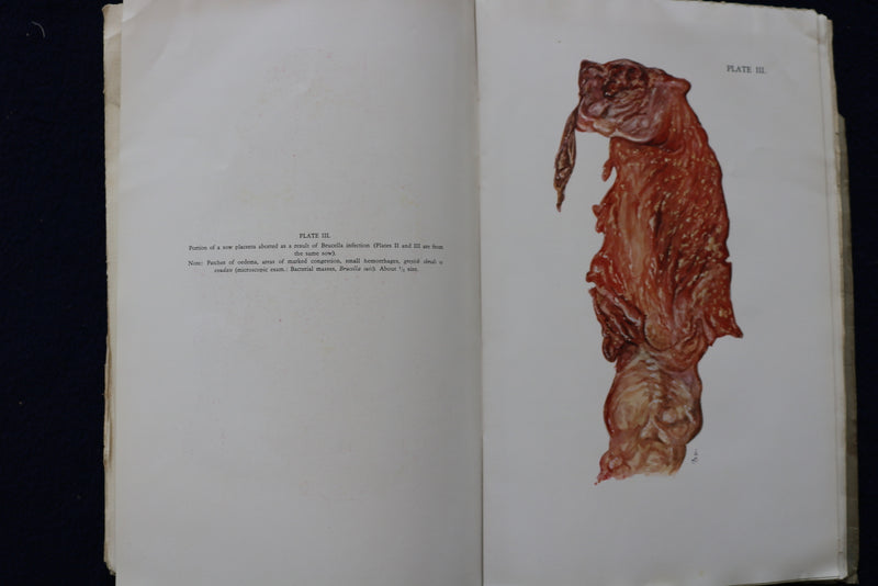 1934 BRUCELLA INFECTION IN SWINE SOFTCOVER BOOK BY AXEL THOMSEN -SIGNED - K 1462