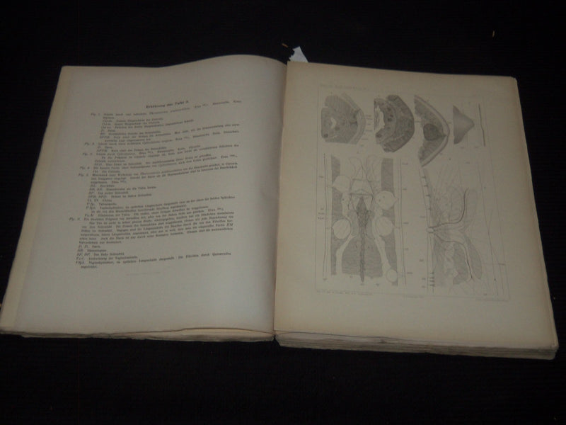 1877-1903 KONGLIGA SVENSKA SWEDISH VETENSKAPSAKADEMIENS VOLUMES LOT OF 8