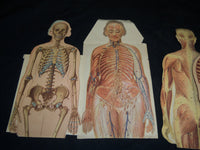 MAN & WOMAN ANATOMY ILLUSTRATED DIAGRAMS LOT OF 2 - NUDE - J 5803