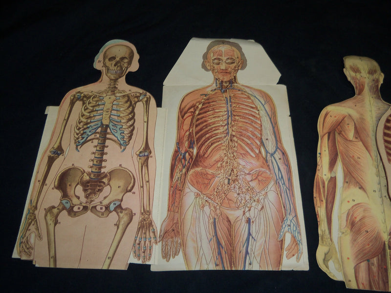 MAN & WOMAN ANATOMY ILLUSTRATED DIAGRAMS LOT OF 2 - NUDE - J 5803