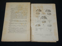 1891-1911 ANNALES SOCIETE ENTOMOLOGIQUE DE FRANCE ET BELGIQUE HUGE LOT - WR 140