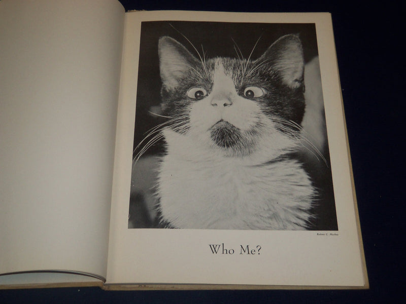 1950 THE BOOK OF CATS EDITED BY BRANT HOUSE - NICE PHOTOS - KD 3461