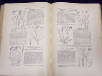 1898 AN ILLUSTRATED FLORA OF NORTHERN US & CANADA VOLUME NO. 3 - KD 3557