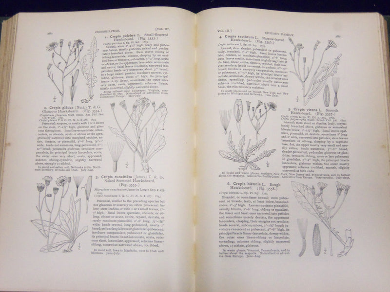 1898 AN ILLUSTRATED FLORA OF NORTHERN US & CANADA VOLUME NO. 3 - KD 3557
