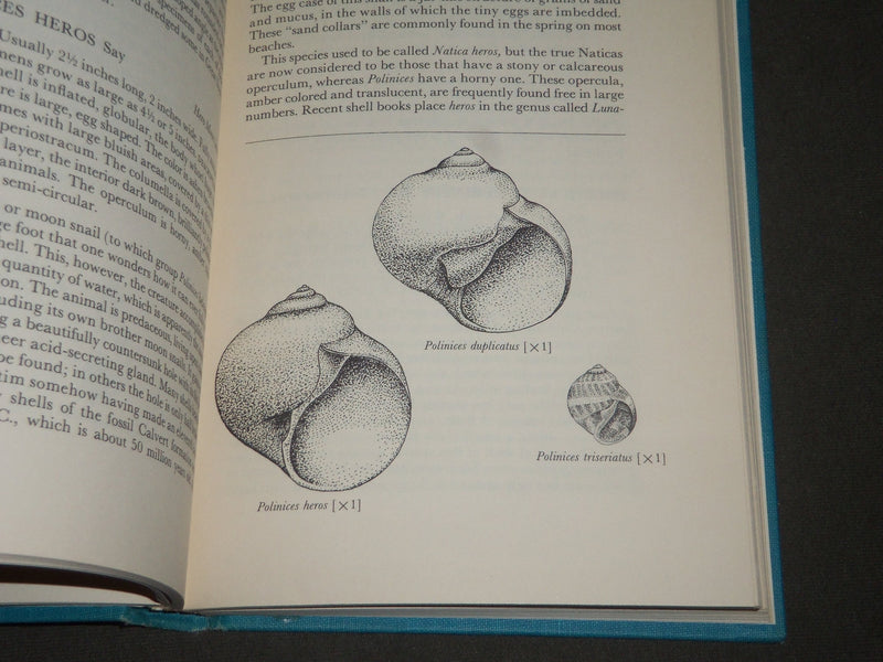 1961 SHELLS OF THE NEW YORK CITY AREA BY JACOBSON & EMERSON - KD 4415
