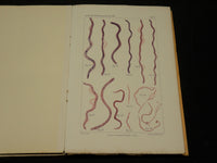 1909-1912 ARCHIV FUR PROTISTENKUNDE GERMAN VOLUME LOT OF 32 - GERMAN - WR 335C