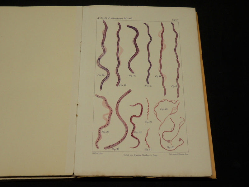 1909-1912 ARCHIV FUR PROTISTENKUNDE GERMAN VOLUME LOT OF 32 - GERMAN - WR 335C