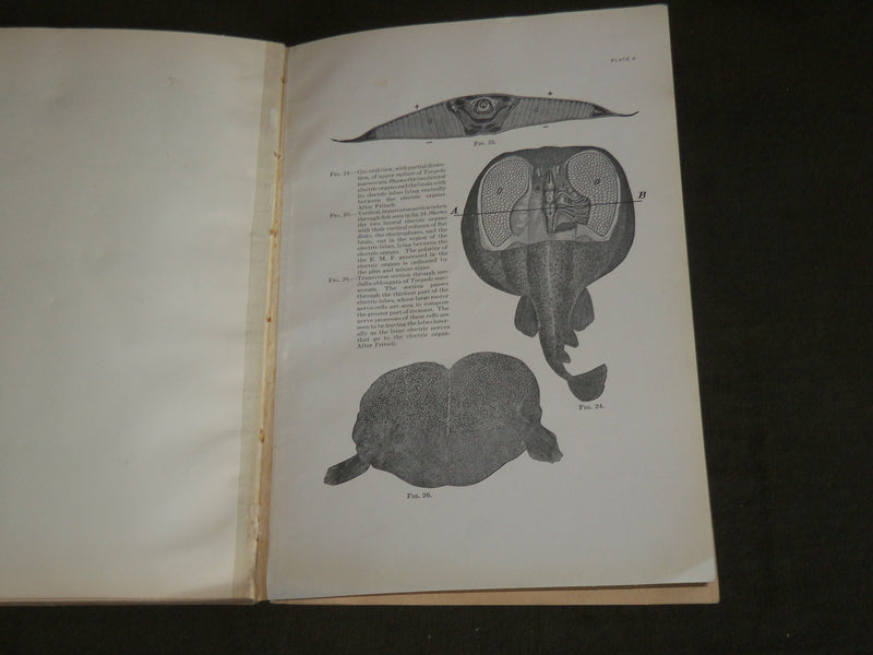 1915 ELECTRIC MOTOR NERVE CELL IN TORPEDOES BOOK BY ULRIC DAHLGREN - J 7115