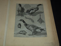 1911 ETUDES D'ANIMAUX FRENCH VOLUME BY M. MEHEUT - 50 ANIMAL PLATES - Z 277
