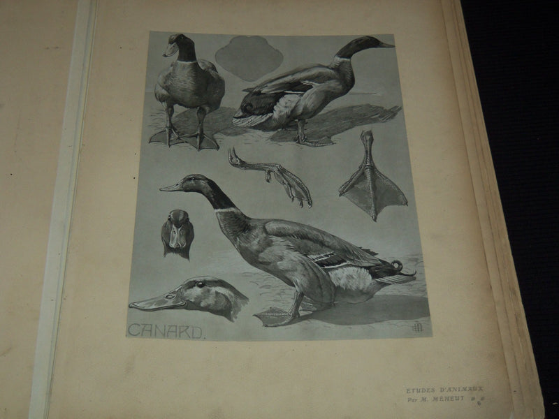 1911 ETUDES D'ANIMAUX FRENCH VOLUME BY M. MEHEUT - 50 ANIMAL PLATES - Z 277