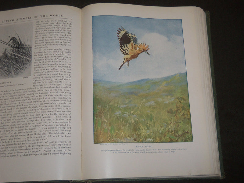 1917 BIRDS OF OTHER LANDS NATURE LOVERS LIBRARY - GREAT ILLUSTRATIONS - KD 32