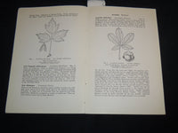 1940 TREES OF SANTA BARBARA DESCRIBED AND LOCATED BOOK BY RENSSELAER - J 8747