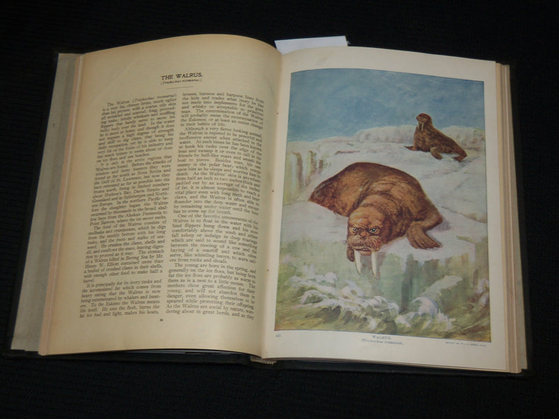 1901 BIRDS AND NATURE IN NATURAL COLORS VOLUME 10 BY WILLIAM HIGLEY - KD 7512