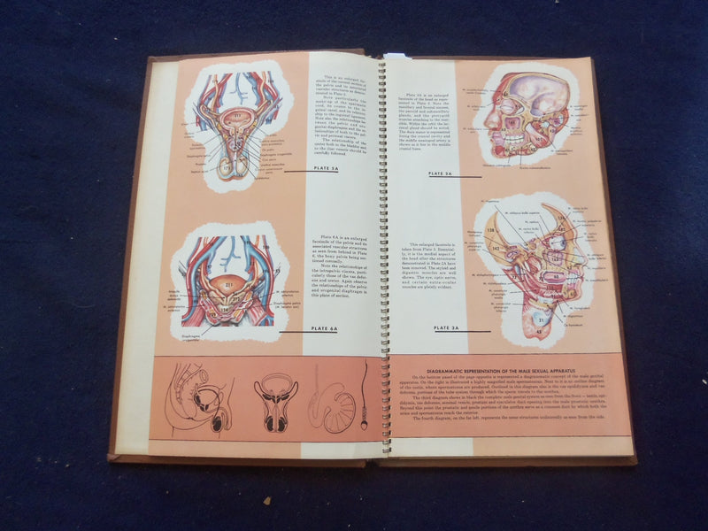 1958 TRANS-VISIONS OF ANATOMICAL CHROMOGRAPHS HARDCOVER BOOK BY DAVIS - KD 8756