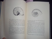 1962 THE ROMANCE OF SHELLS HARDCOVER BOOK-20 OF 400 - L. TRAVERS SIGNED -KD 8150