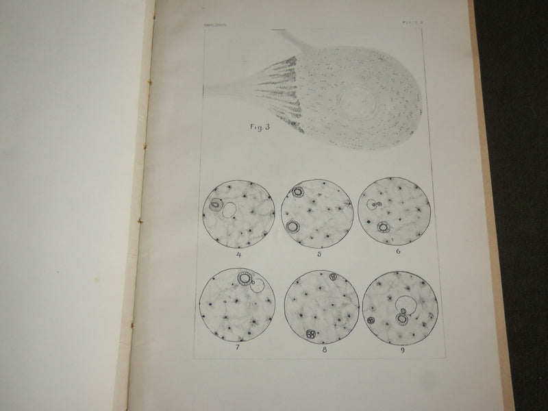 1915 ELECTRIC MOTOR NERVE CELL IN TORPEDOES BOOK BY ULRIC DAHLGREN - J 7115