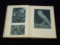 1911 MUMMELMANN GERMAN HARDCOVER BOOK BY HERMANN LONS - KD 7595