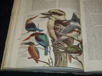 1961 BIRDS OF THE WORLD HARDCOVER BOOK BY OLIVER AUSTIN - NICE ILLUS.- KD 4585K
