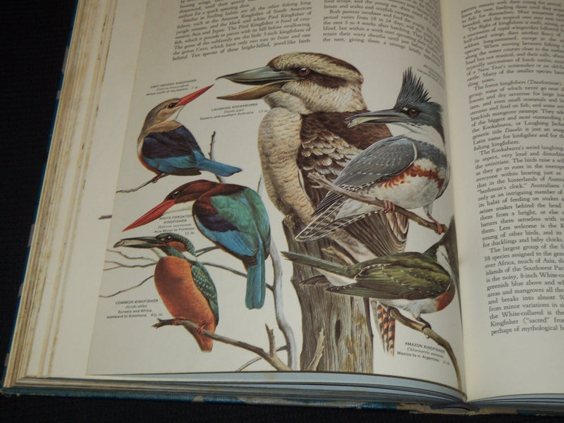 1961 BIRDS OF THE WORLD HARDCOVER BOOK BY OLIVER AUSTIN - NICE ILLUS.- KD 4585K