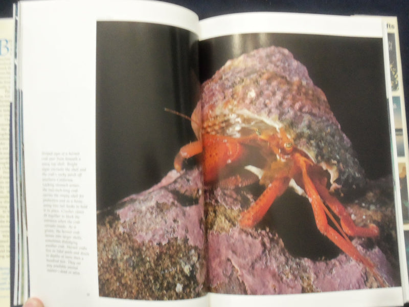 1978 THE OCEAN REALM HARDCOVER BOOK - NATIONAL GEOGRAPHIC SOCIETY - KD 8282