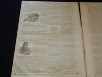 1857 AUGUST 22 LIFE ILLUSTRATED NEWSPAPER - BIRD NOTES - SUBMARINE - NP 5920