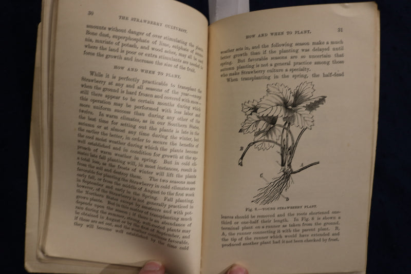1887 THE ILLUSTRATED STRAWBERRY CULTURIST SOFTCOVER BOOK - ANDREW FULLER- K 1357