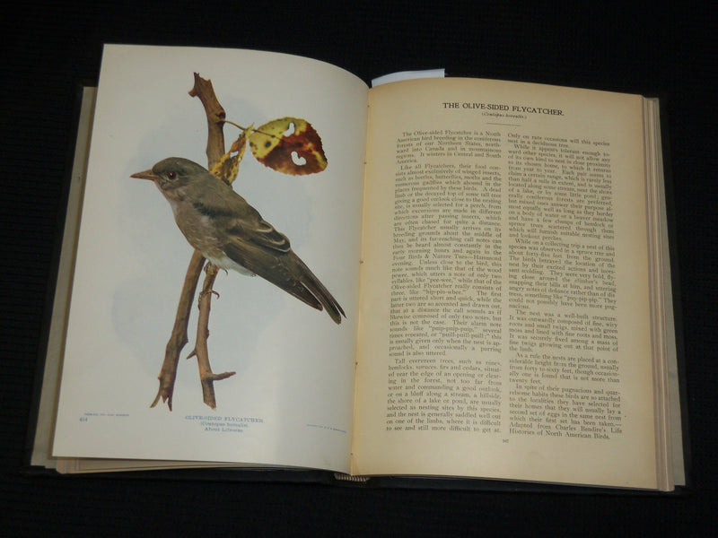1901 BIRDS AND NATURE IN NATURAL COLORS VOLUME 10 BY WILLIAM HIGLEY - KD 7512