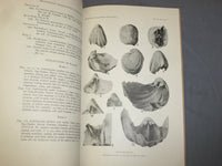 1951 & 1966 SILICIFIED ORDOVICIAN & JURASSIC BRACHIOPOD - LOT OF 2 - J 4959