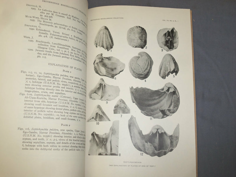 1951 & 1966 SILICIFIED ORDOVICIAN & JURASSIC BRACHIOPOD - LOT OF 2 - J 4959