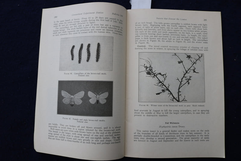 1935 INSECT PESTS OF ELMS IN CONNECTICUT SOFTCOVER BOOK - K 1413