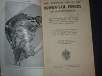 1912 THE ARTIFICIAL USE OF THE BROWN-TAIL FUNGUS OF MASSACHUSETTS- PLATES-J 4385