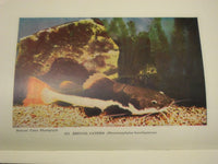 1950 GUIDE TO THE JOHN G. SHEDD AQUARIUM BOOK BY WALTER H. CHUTE - KD 2978