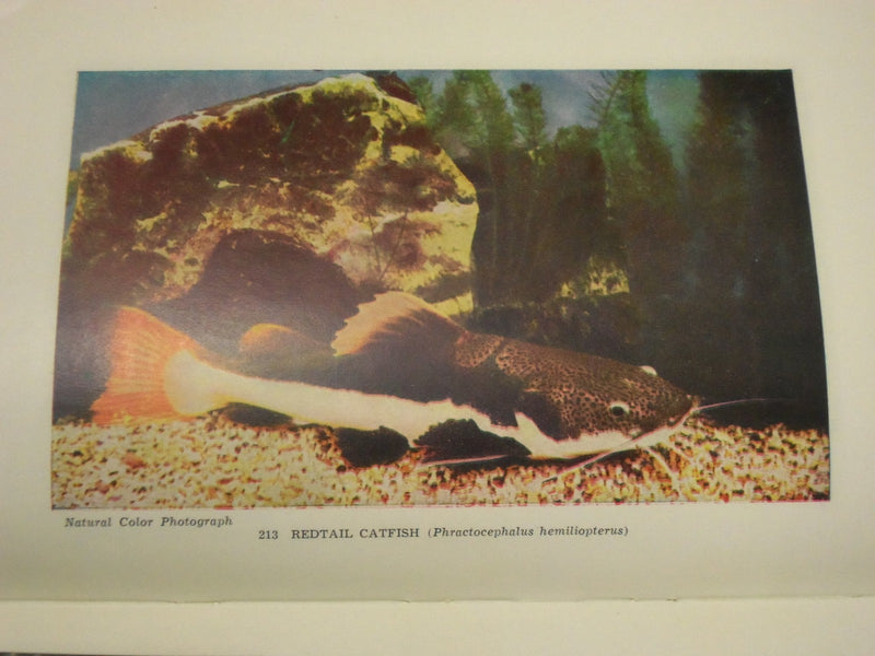 1950 GUIDE TO THE JOHN G. SHEDD AQUARIUM BOOK BY WALTER H. CHUTE - KD 2978