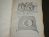 1915 ELECTRIC MOTOR NERVE CELL IN TORPEDOES BOOK BY ULRIC DAHLGREN - J 7115