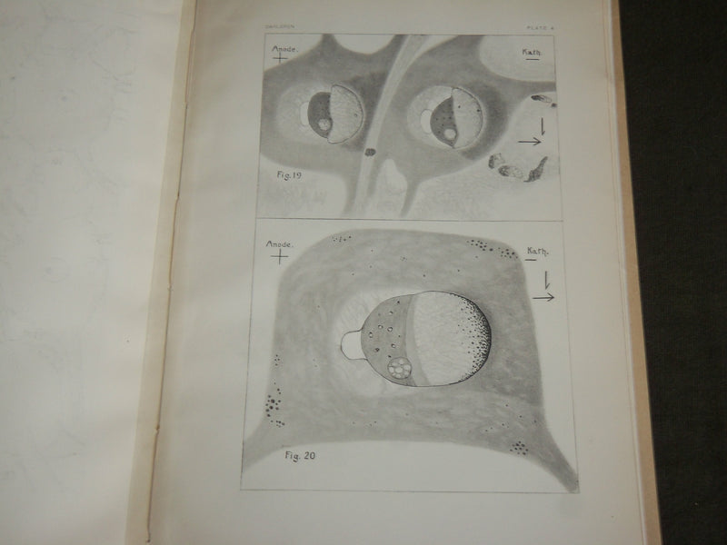 1915 ELECTRIC MOTOR NERVE CELL IN TORPEDOES BOOK BY ULRIC DAHLGREN - J 7115