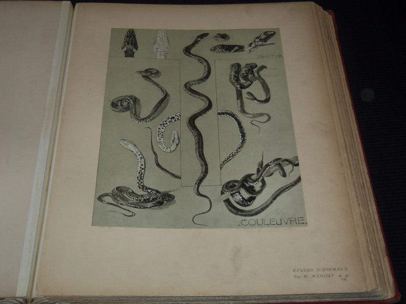 1911 ETUDES D'ANIMAUX FRENCH VOLUME BY M. MEHEUT - 50 ANIMAL PLATES - Z 277