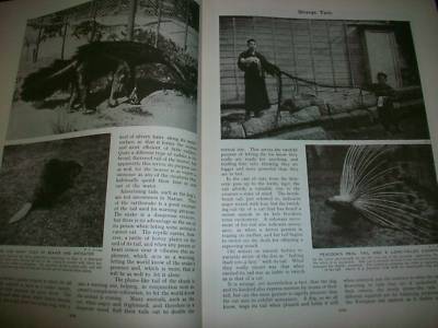 1930 WONDERS OF ANIMAL LIFE BOUND VOLUME LOT OF 4 - PHOTOS & PLATES - KD 3076