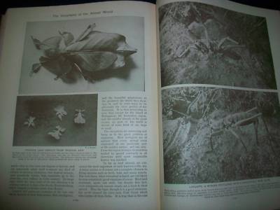 1930 WONDERS OF ANIMAL LIFE BOUND VOLUME LOT OF 4 - PHOTOS & PLATES - KD 3076