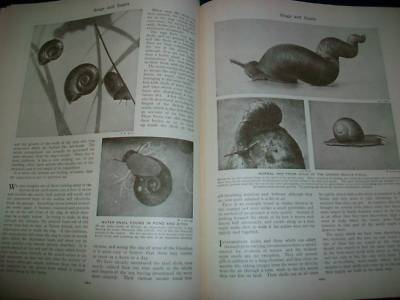 1930 WONDERS OF ANIMAL LIFE BOUND VOLUME LOT OF 4 - PHOTOS & PLATES - KD 3076
