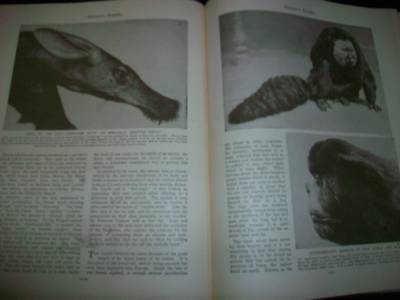 1930 WONDERS OF ANIMAL LIFE BOUND VOLUME LOT OF 4 - PHOTOS & PLATES - KD 3076