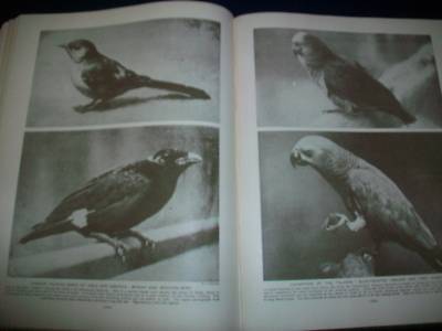 1930 WONDERS OF ANIMAL LIFE BOUND VOLUME LOT OF 4 - PHOTOS & PLATES - KD 3076