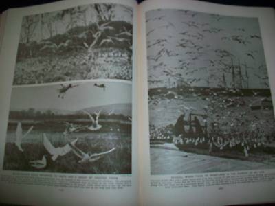 1930 WONDERS OF ANIMAL LIFE BOUND VOLUME LOT OF 4 - PHOTOS & PLATES - KD 3076